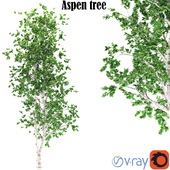 Aspen tree