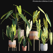 Philodendron billietiae - Croat