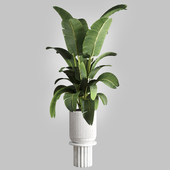 Indoor plant 80 pot plant concrete vase