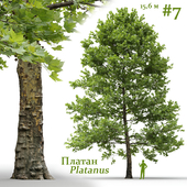 Платан / Sycamore / Platanus #7