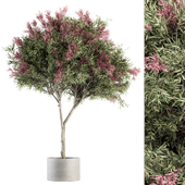 Outdoor Plant Set 265 - Crape Myrtle in Pot