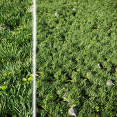 Green grass with stones in a clearing