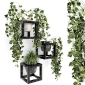 Indoor Hanging Plants in rusty Concrete Pot - Set 193