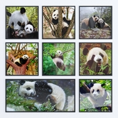 Photo Frames Set | Panda