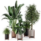 Indoor Plants in Wooden Pot - Set 211