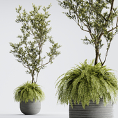 Indoor Plant 01 - ORGANIKA