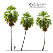 Sugar palm