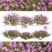 Тимьян обыкновенный thymus vulgaris