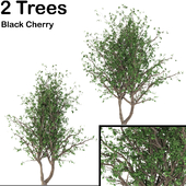 Black Cherry (2 Trees)