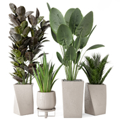 Indoor Plants  in rusty Concrete Pot - Set 255