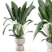 Indoor Plants  in rusty Concrete Pot - Set 265