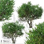 Set of Ligustrum Tree ( Glossy Privet ) (2 Trees)