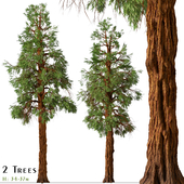 Set of Giant Redwood Tree ( Boxing Tree ) ( 2 Trees )