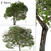 Set of Quercus ilexTree ( Holly oak ) (2 Trees)