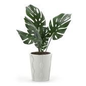 Monstera Deliciosa Plant