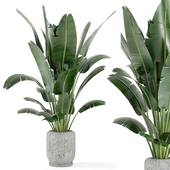 Indoor Plants  in rusty Concrete Pot - Set 285