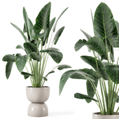 Indoor Plants  in rusty Concrete Pot - Set 293