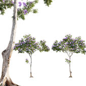 Jacaranda