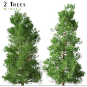 Set of Cryptomeria japonica Tree ( Sugi ) (2 Trees)