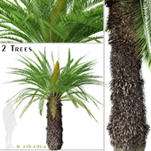 Set of Sago palm Tree ( Cycas revoluta ) (2 Trees)