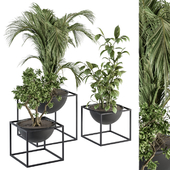 indoor Plant Set 328 - Plant Set in Black pot