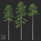 Pine set 01