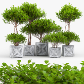 Tropical bush