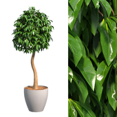 Ornamental plant - Ficus benjamina