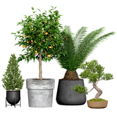 Tree set: spruce, mandarin, bonsai, cycad