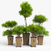Tropical bush RH/ BOXWOOD TOPIARY