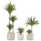 Indoor Planters_Dracaena fragrans_01