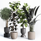 Collection indoor plant 178 pot plant ficus rubbery tree concrete dirt vase