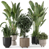 Indoor Plants in rusty Concrete Pot - Set 456