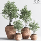 Indoor_Plant_olive_Set_10