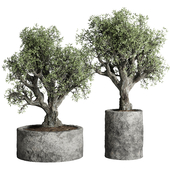 Collection outdoor plant 79 pot old olive tree concrete old vase