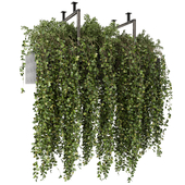 Indoor Hanging Plants in Metal Box - Set 486