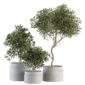 indoor Plant Set 340- Tree and Plant Set in pot