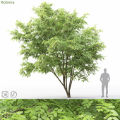 Robinia