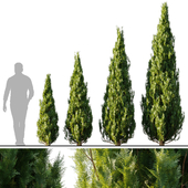 Thuja