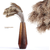 Cortaderia plants 02