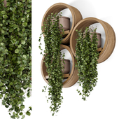 Indoor Hanging Plants in Concrete Pot  on Wooden Shelve - Set 539