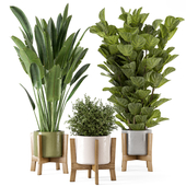 Indoor Plants in rusty Concrete Pot on Wooden Base  - Set 544