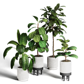 collection plants indoor 2