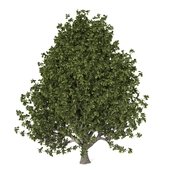 tree-03-landscape