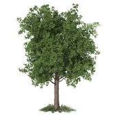 Butternut Tree - spring