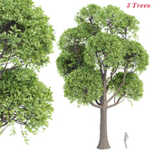 Outdoor Trees Collection vol 93