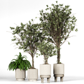 Collection_plant_05