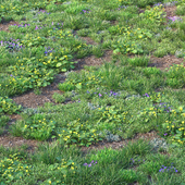 Spring grass with flowers