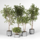 Collection Plant 06