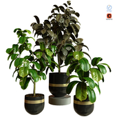 Collection Indoor Plant 79